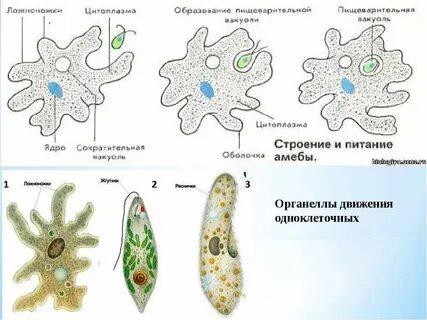 Органы выделения у одноклеточных