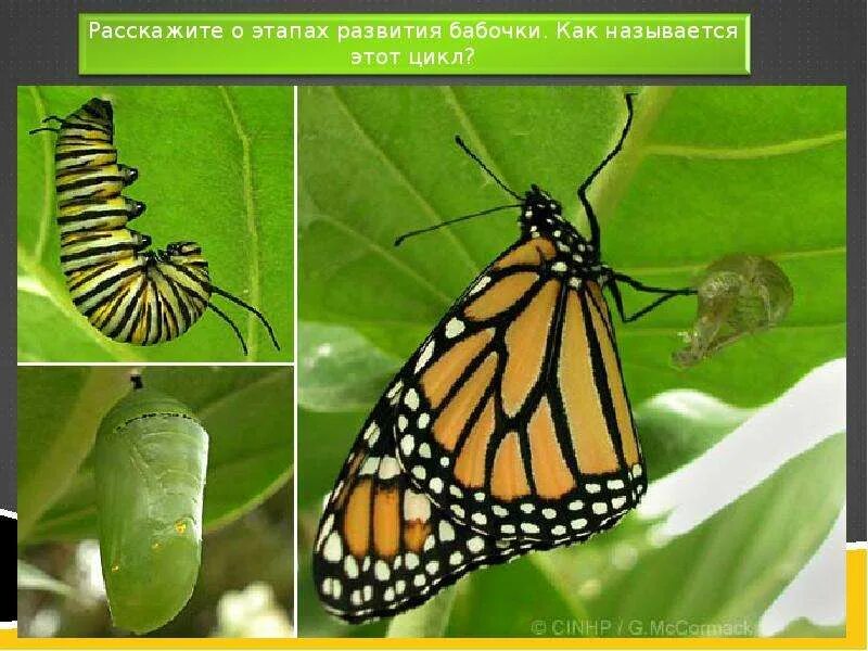 Бабочка Монарх гусеница. Имаго гусеница. Кокон гусеницы. Превращение куколки в бабочку. Стадии гусеница бабочка