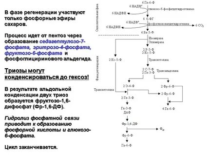 Надф образуется в фазе