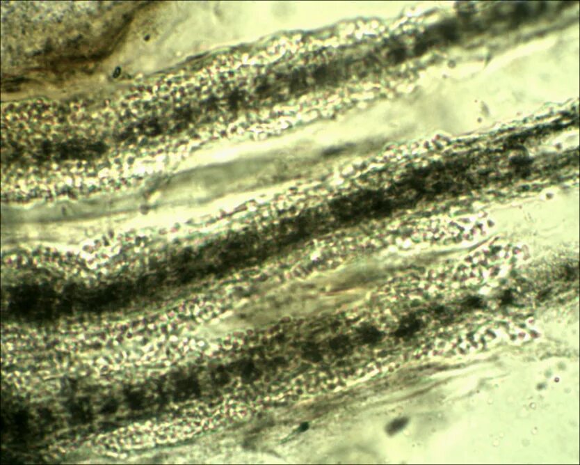 Microsporum canis микроскопия. Ткани в микроскопе. Е450 под микроскопом. Микроскопия животных. Микрофотография клетки человека.