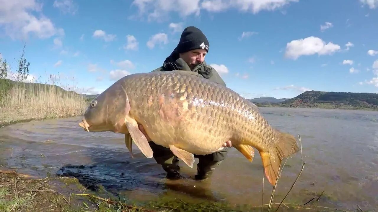 Carp Fishing. Телевизор для рыбалки. Биг Карп. Три судака Карп видео мужик в шляпе.