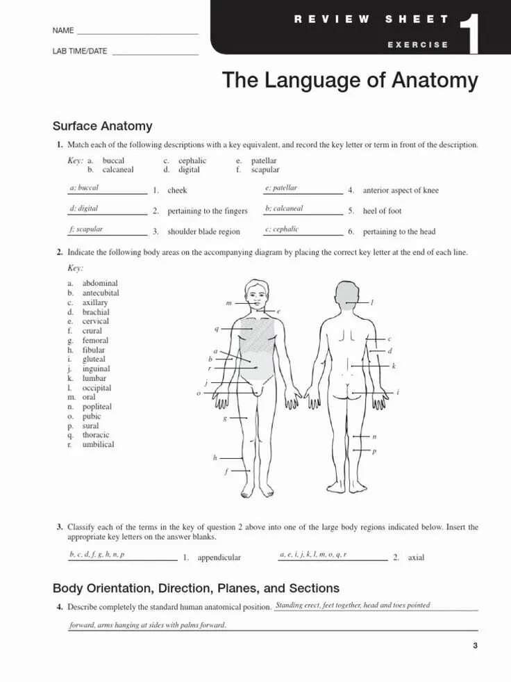 The key answer of exercise 1