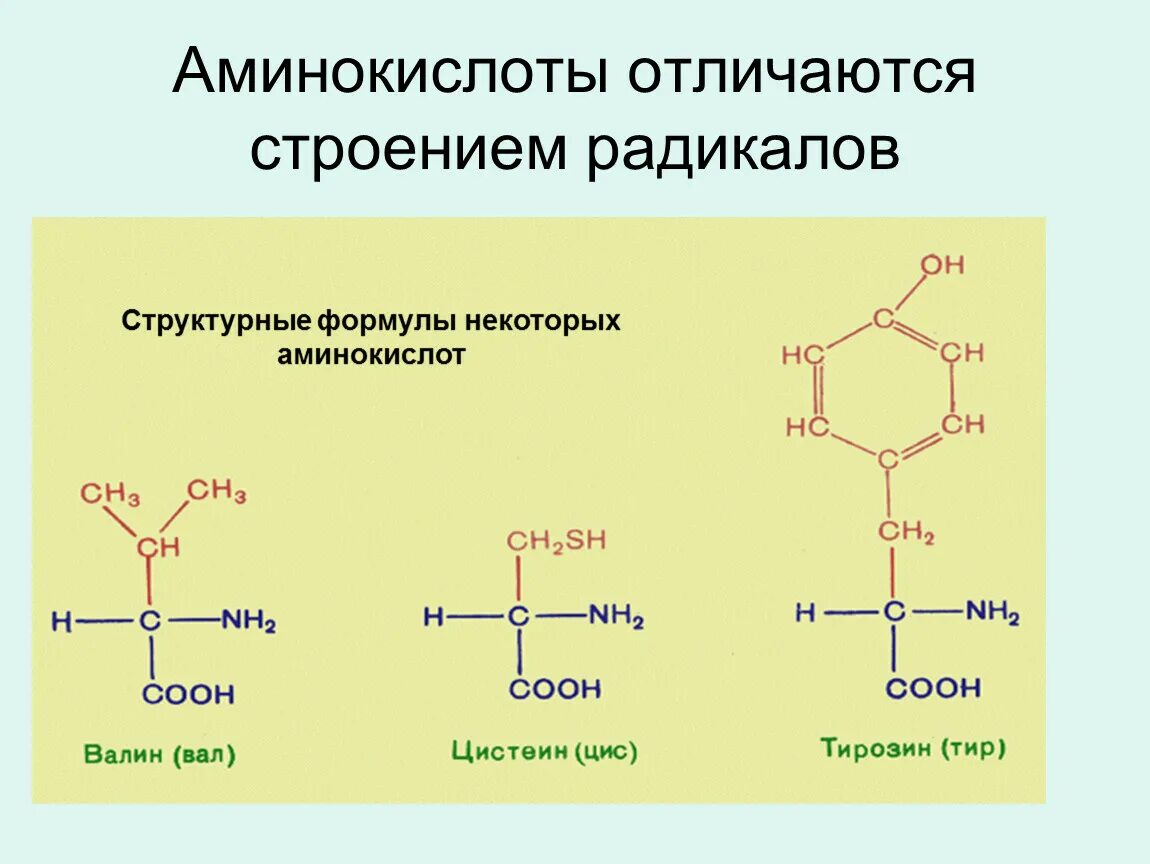 Аминокислотные радикалы