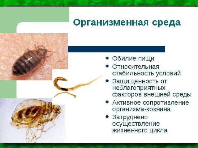 Организменная среда тест. Лимитирующие факторы организменной среды. Организменная среда обитания плотность среды. Факторы организменной среды обитания. Организменная среда обитания 5.