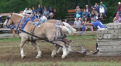 Horse competition