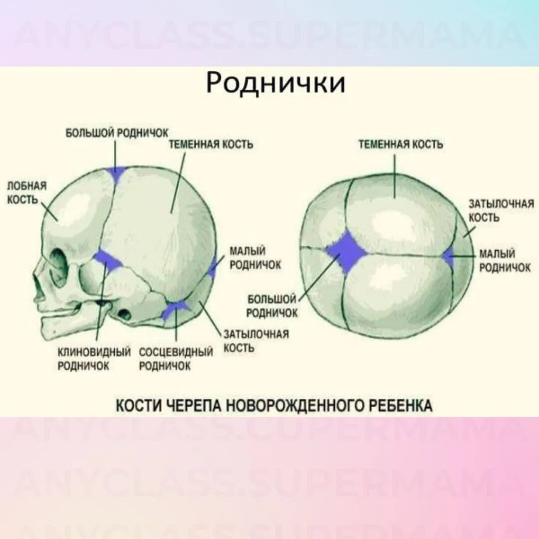 Роднички черепа анатомия. Роднички черепа новорожденного таблица. Роднички у детей анатомия. Роднички черепа новорожденного.