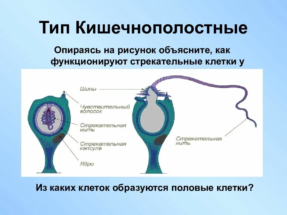 Стрекательные клетки кишечнополостных выполняют функцию. Стрекательные клетки. строение стрекательной клетки. стрекательные клетки кишечнополостных. тип кишечнополостные.