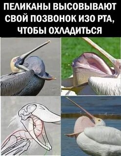 Что значит пиликать