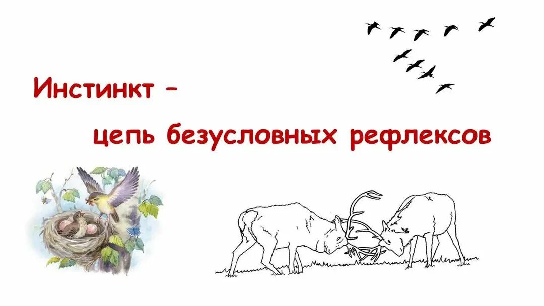 Инстинкт егэ. Инстинкты животных схема. инстинкты животных примеры. инстинкт рисунок. пять инстинктов людей.
