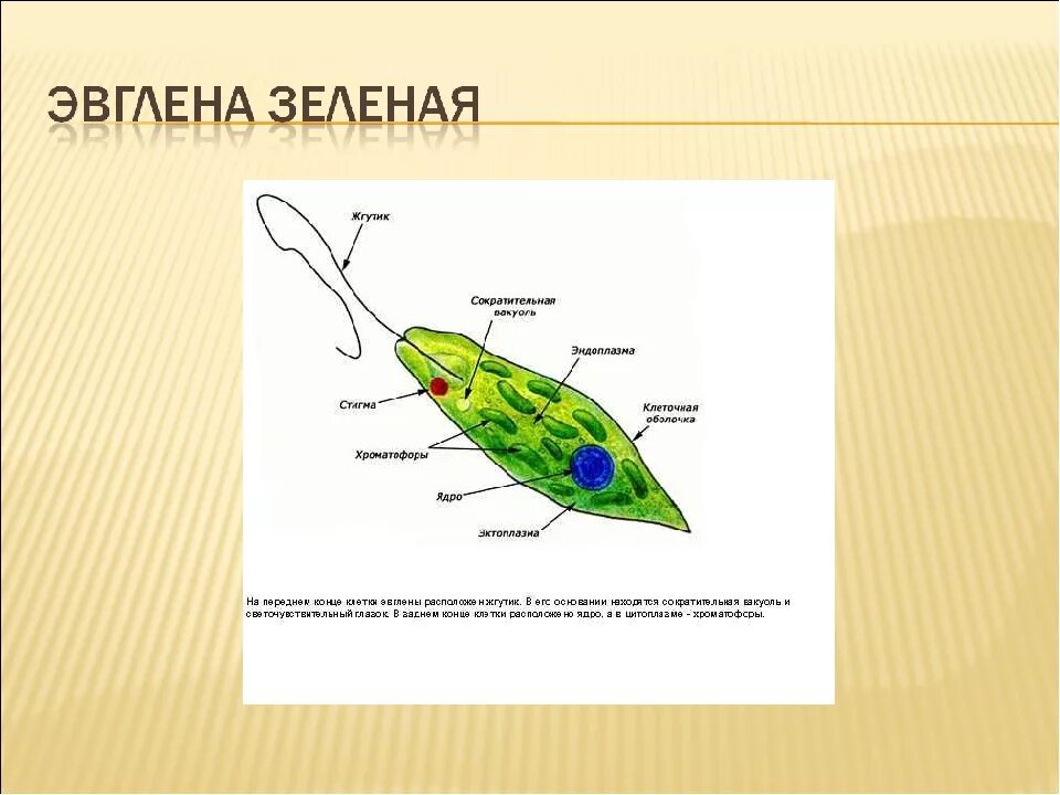 Стигма у эвглены зеленой. Простейшие эвглена зелёная. Эвглена зеленая строение. Общее строение эвглены зеленой.