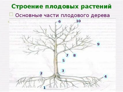 Строение плодового