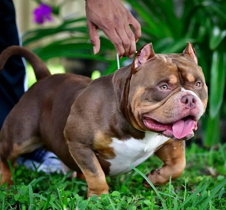 THE FLASHY TRI COLOR AMERICAN BULLY PUPPIES OF VENOMLINE American bully, America