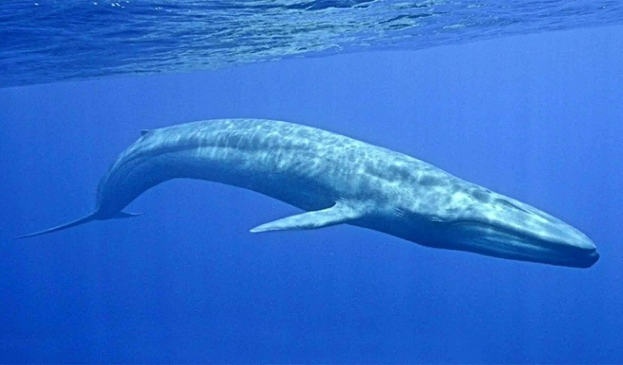 Голубой кит Balaenoptera musculus. Синий кит (голубой кит). Синий кит блювал. Блювал (голубой или синий кит).