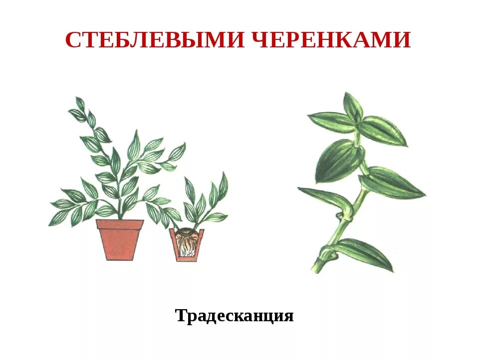 Размножение традесканция комнатная. Стеблевой черенок традесканции. Черенкование традесканции. Традесканция размножение черенками. Традесканция размножение листом.