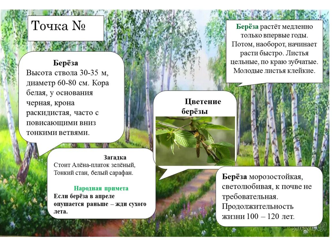 Береза в странах растет береза. Высота березы. Диаметр ствола березы. Средняя высота березы. Диаметр березы диаметром ствола.