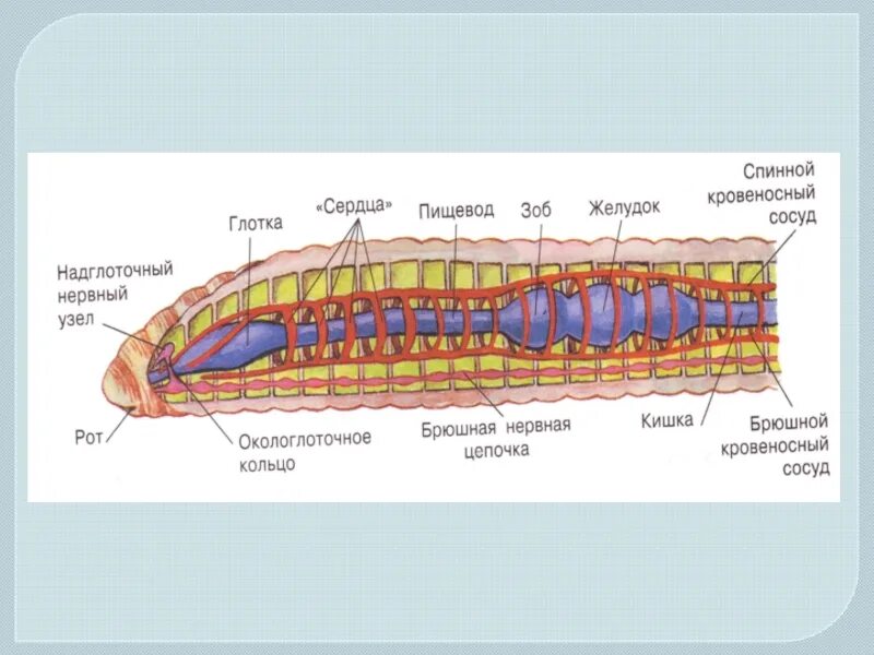 Внутреннее строение кольчатых. Тип кольчатые черви строение. Кольчатые черви строение пищеварительной системы. Пищеварительная система кольчатых червей схема. Тип пищеварительной системы у кольчатых червей.
