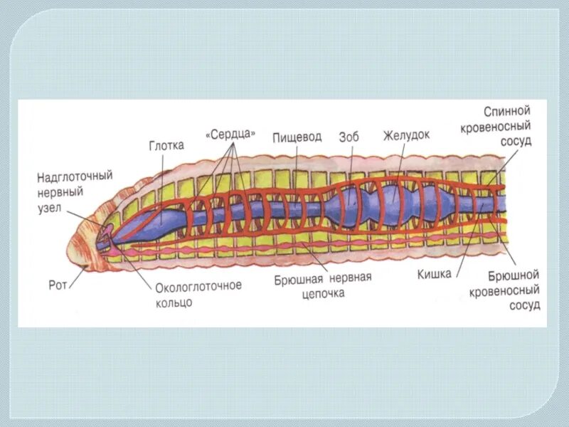 Тип кольчатые черви строение. Кольчатые черви строение пищеварительной системы. Пищеварительная система кольчатых червей схема. Тип пищеварительной системы у кольчатых червей. Пищеварительная система органов кольчатых червей