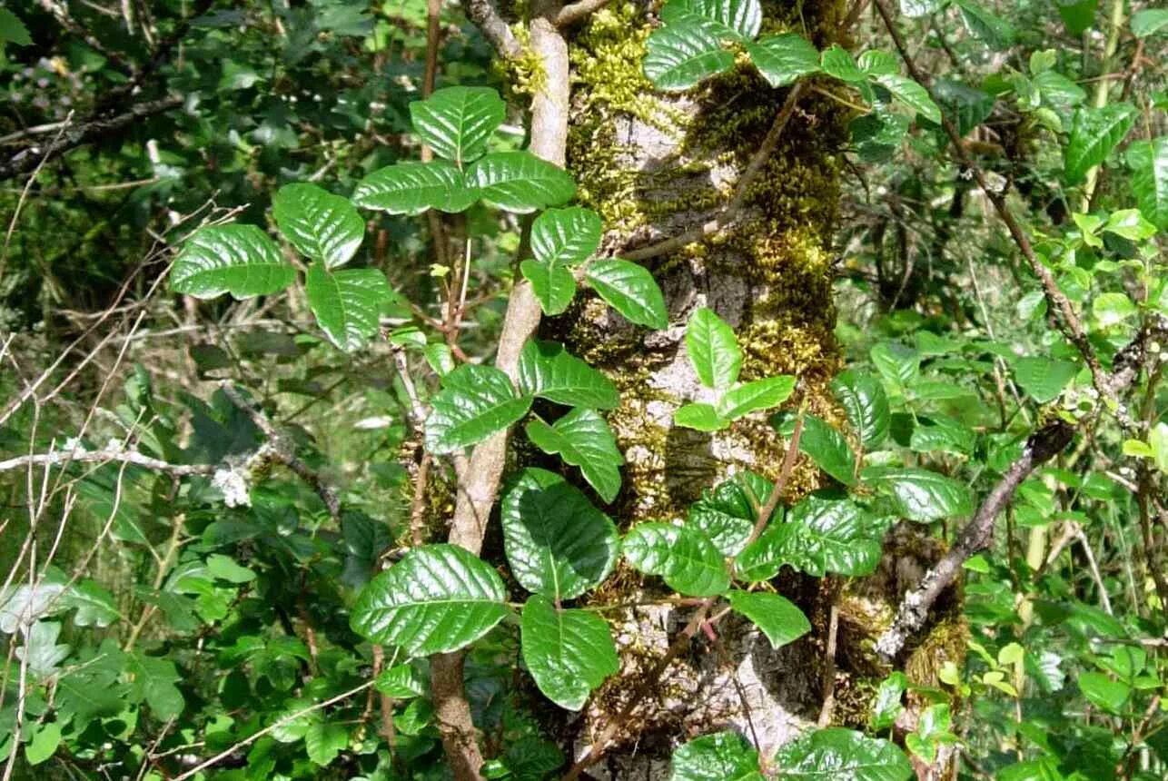 Ядовитый дуб. Плющ Oak Leaf. Poison Oak. Ядовитый плющ растение фото.