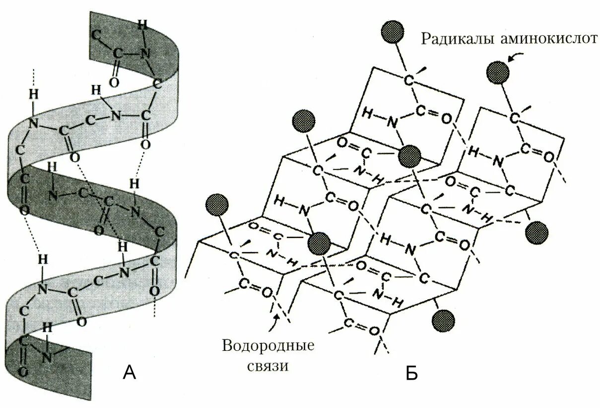 Строение вторичной структуры белка. Вторичная структура белка бета складчатый слой. Альфа спираль вторичной структуры белка. Бета складчатая структура белка. Вторичная структура белка бета.