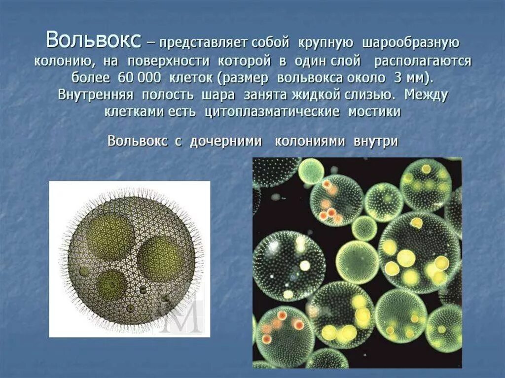 Почему бактерии вирусы одноклеточные водоросли. Колониальные жгутиконосцы вольвокс. Колониальные водоросли вольвокс. Колониальное простейшее вольвокс. Вольвокс и клетки вольвокса.