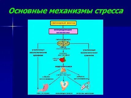 Патофизиология стресса