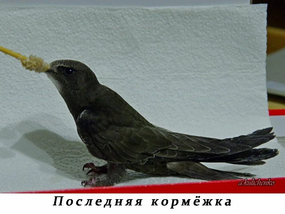 Как выпустить стрижа. Когда выпускать стрижа. как выпускать стрижа. когда стрижа можно выпускать на волю. как выпустить стрижа на волю правильно.