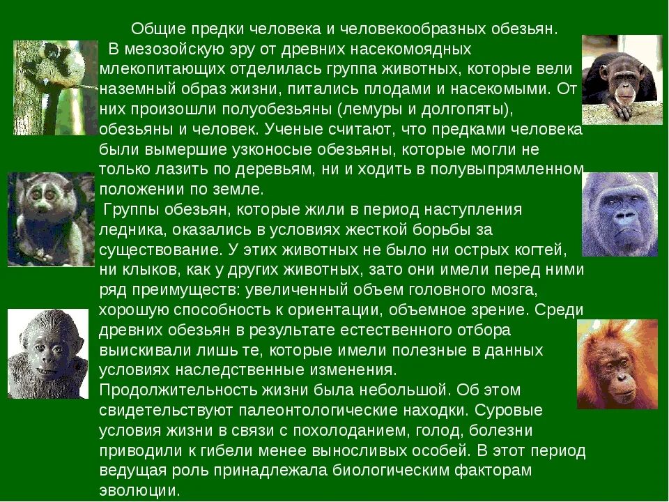 Годы жизни обезьяны. Предки человека и человекообразных обезьян. Предок человека и обезьяны. Общий предок человека и обезьяны. Общий предок человека и человекообразных.