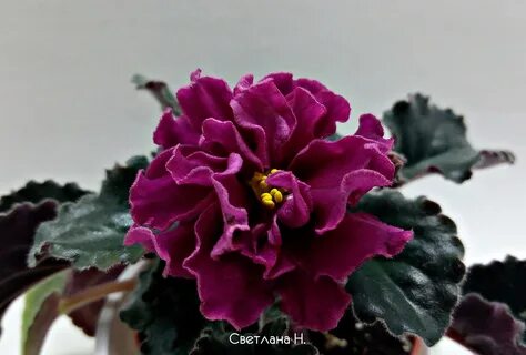 Бархат фиалки