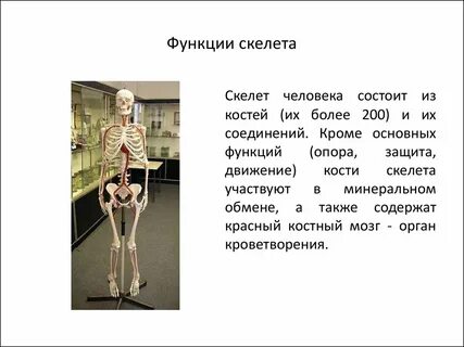 Опорные и защитные кости