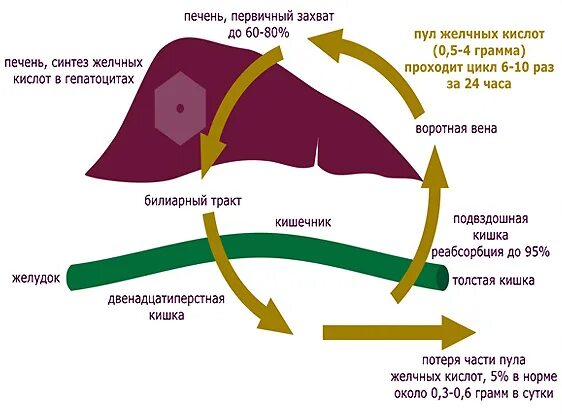 Схема циркуляции желчных кислот. Схема энтерогепатической циркуляции желчных кислот. Гепатоэнтеральная циркуляция желчных кислот. Кишечно-печёночная циркуляция жёлчных кислот.