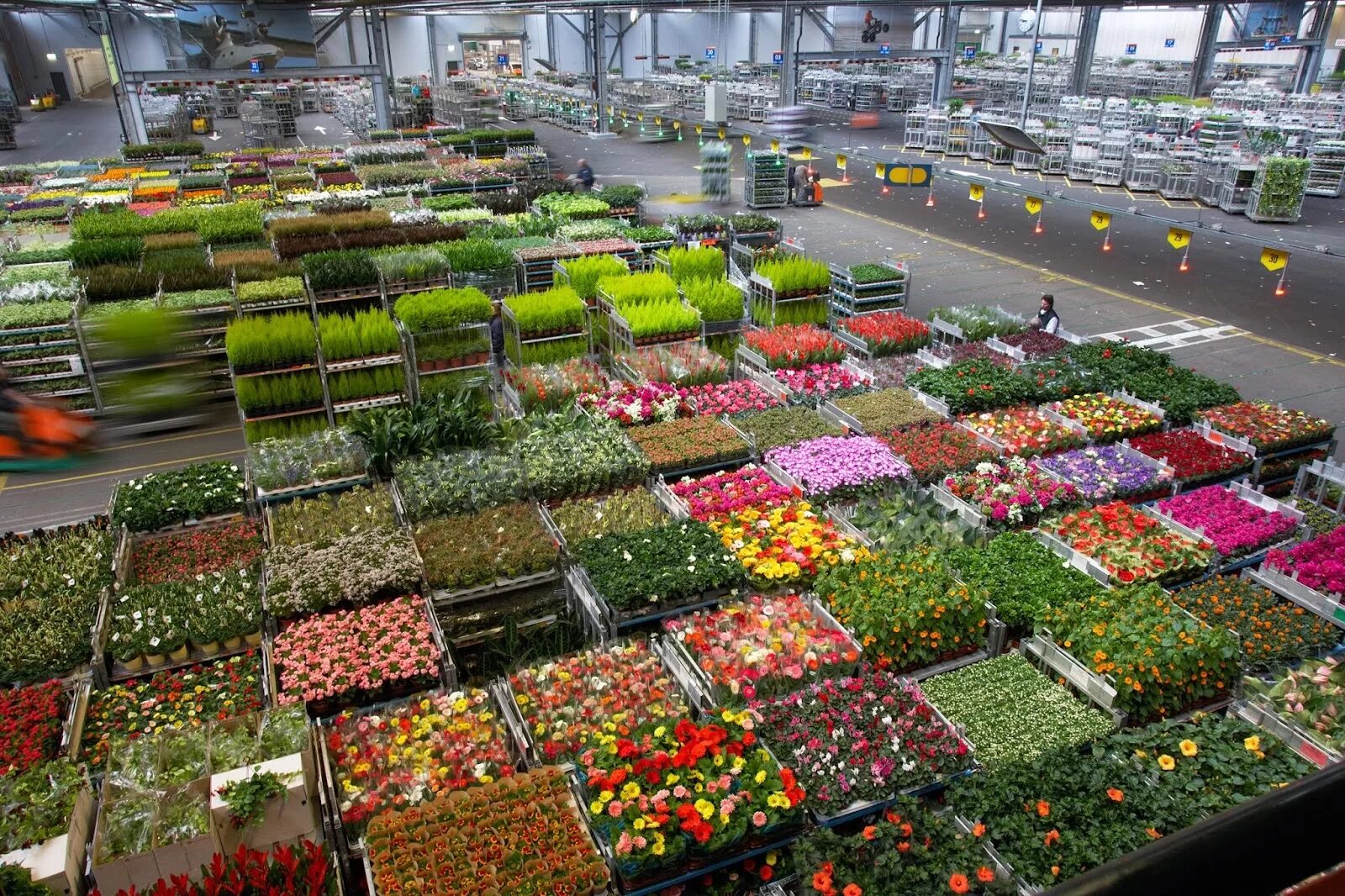 Цветочный аукцион FLORAHOLLAND В Голландии. Оптовый цветочный склад. Цветочный склад в Голландии. Оптовые дешевые базы цветов