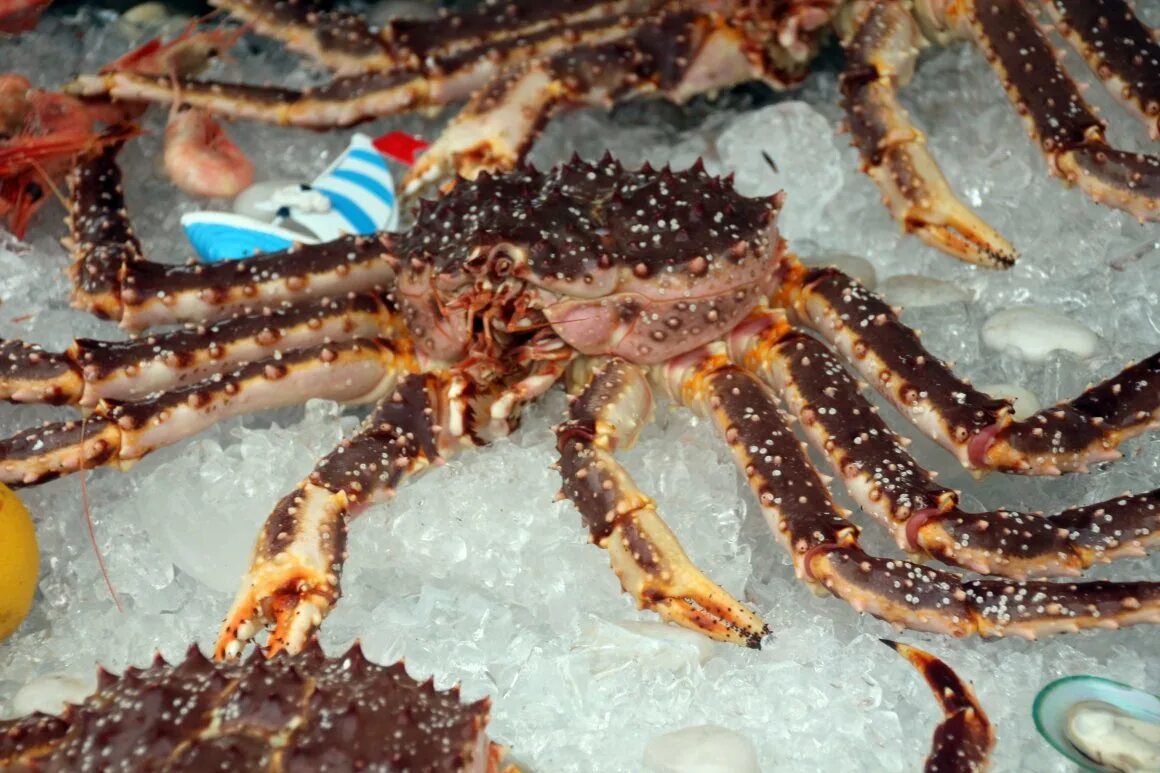 Ракообразные камчатский краб. Полуостров краббе хасанский район. Морепродукты дальнего востока. Краб дальневосточный камчатский. Травяной краб черного моря.