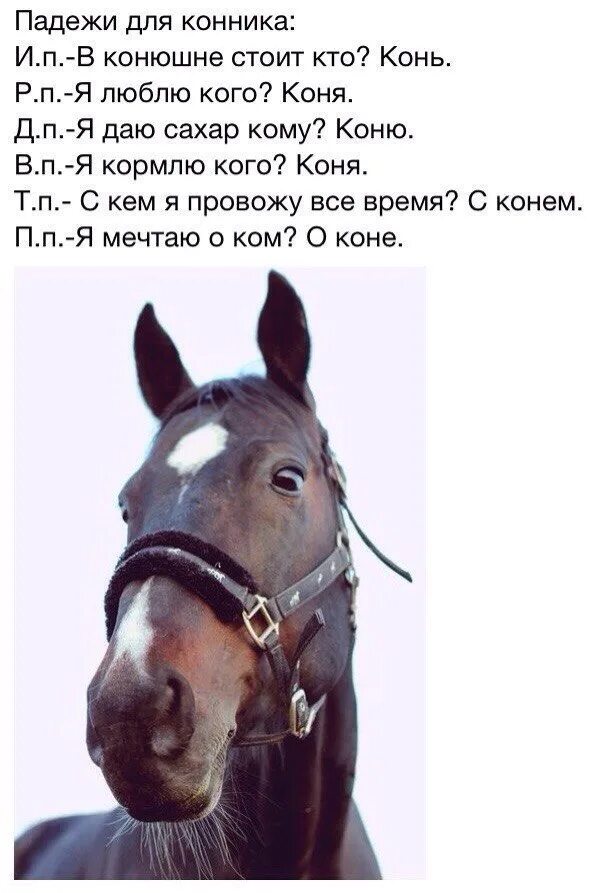 Лошадка вопросы. Вопросы про лошадей для конников. Вопросы для конников. День конника. Советы для конников.