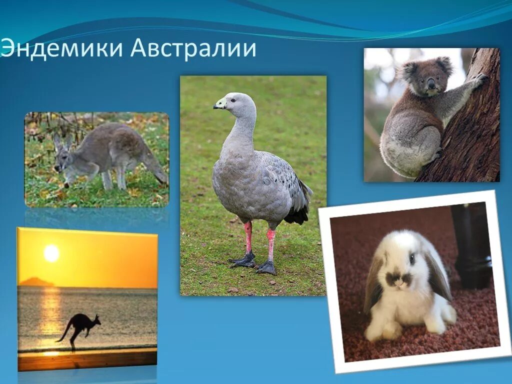 Какое животное является эндемиком