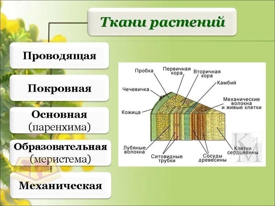 Почему ткани выполняют разные функции. Схема проводящих тканей растений. Строение растительной ткани. Назовите основные растительные ткани и их функции 5 класс биология. Проводящая ткань растений 6 класс.