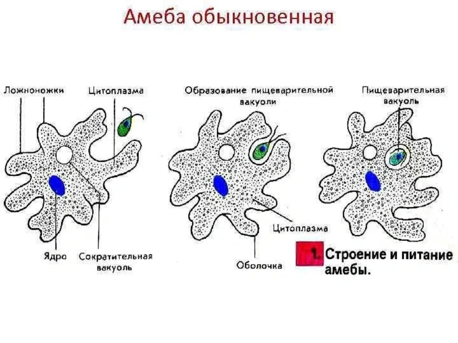 Какой способ характерен для амебы. Строение амебы протея схема. Амёба обыкновенная строение рисунок. Строение амебы обыкновенной. Строение амебы Протей 7 класс.