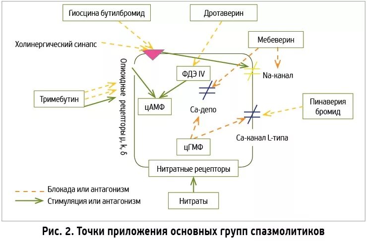 Спазмолитическое действие что это. Действие нитроглицерина развивается. Селективные миотропные спазмолитики. Спазмолитическая терапия препараты. Миоспазмолитик механизм действия.