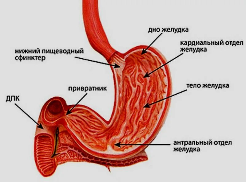 Какие отделы имеет желудок. Антральный и пилорический отделы желудка. Строение желудка привратник. Желудок кардиальный отдел желудка. Антральный отдел желудка анатомия человека.