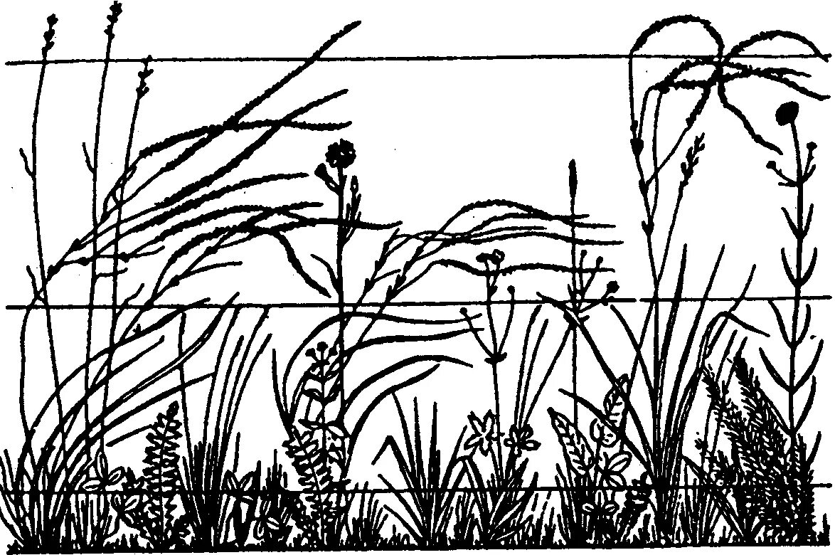 Ярусность растительности Луговой степи. Ярусность растений в степи. Ярусность луг растения. Ярусность по Алёхину. Растения лугового сообщества