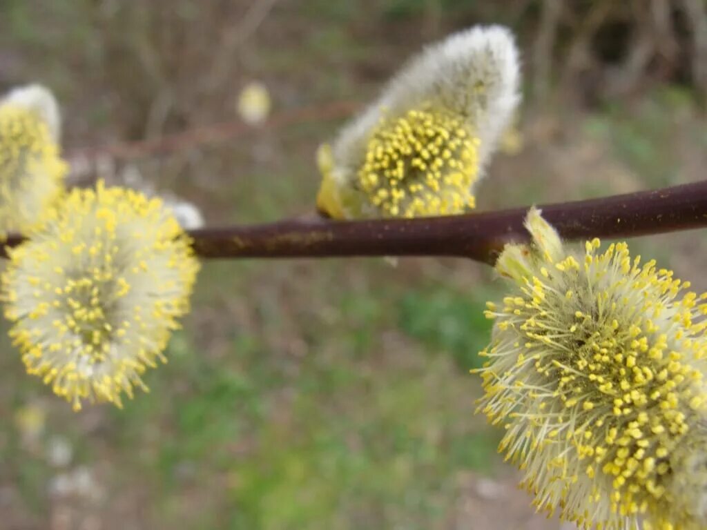 Бредина. Ива Козья (Ракита). Ива Козья Salix caprea. Ива Козья бредина. Ива бредина.