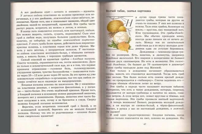 Прочитай текст грибы
