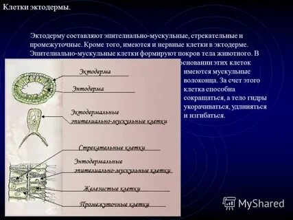 Эктодерма нервные клетки