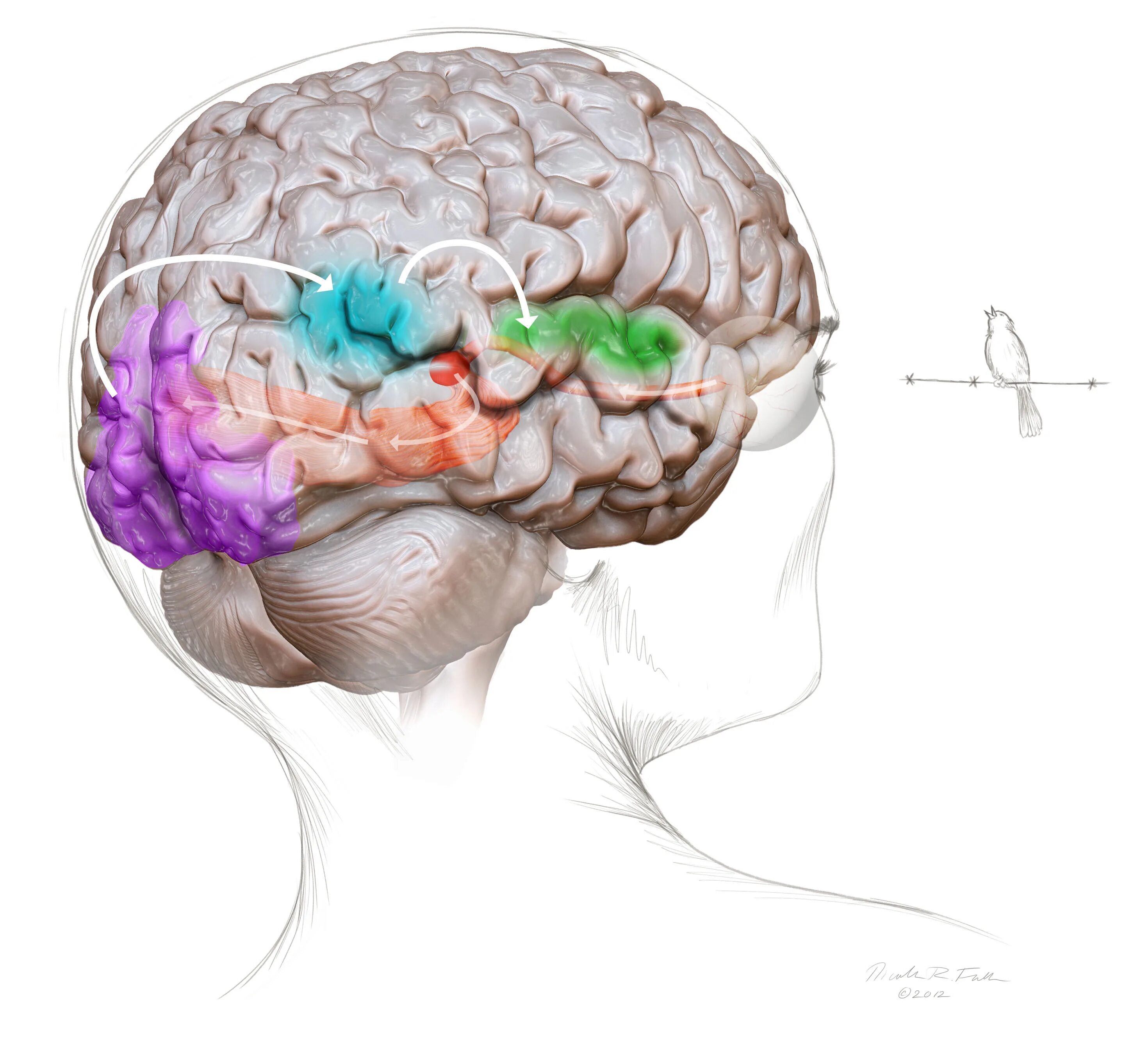 Brain 229. Мозг арт. Головной мозг арт. Красивый мозг.