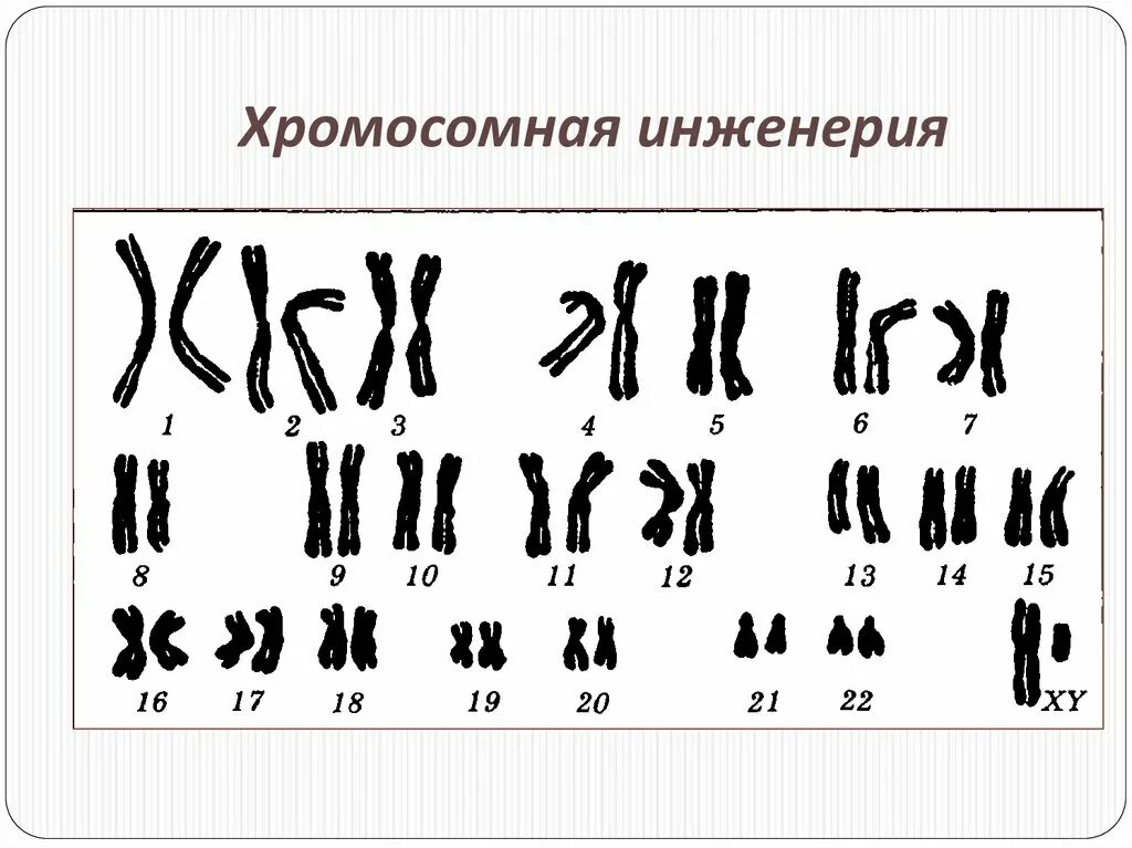 Метод рекомбинантных плазмид схема. Методы хромосомной инженерии. Принципы генетической инженерии. Клеточная и генная инженерия в селекции. Метод селекции клеточная инженерия микроорганизмы.