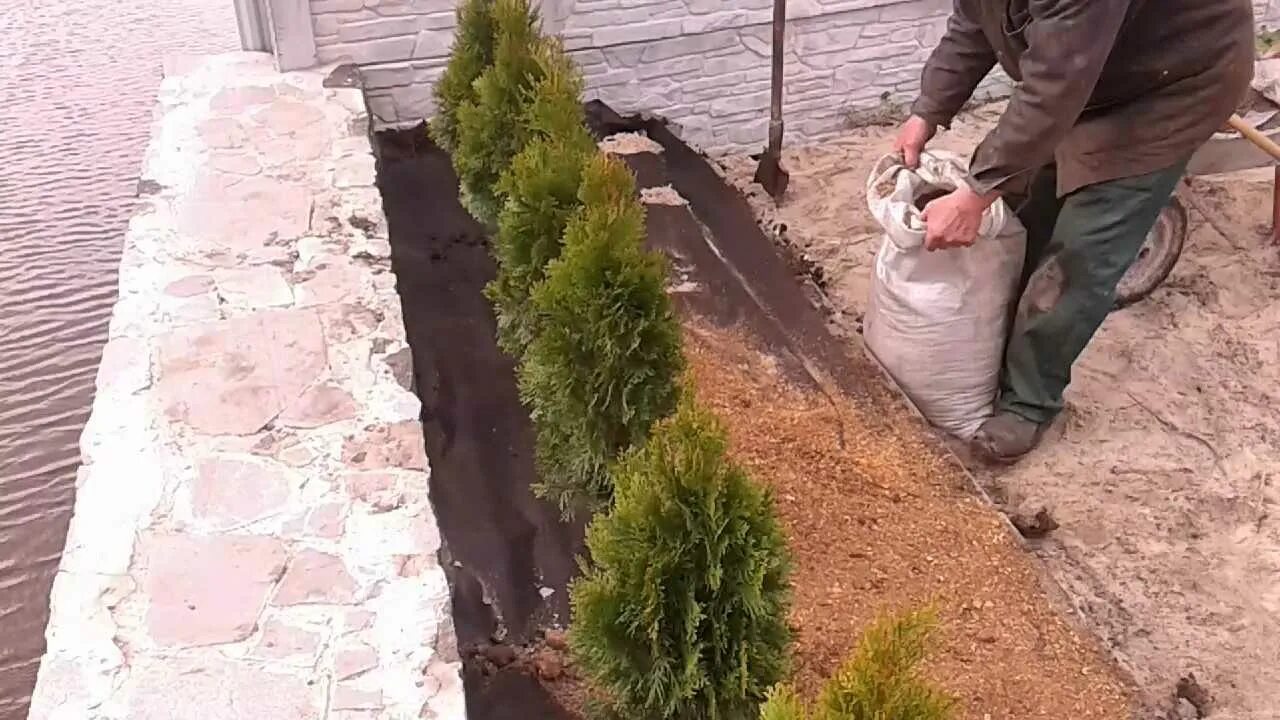 Чем подкормить тую весной после зимы. Высадка туи. что посадить с туями. подкормка тую?. посадка туи в грунт.