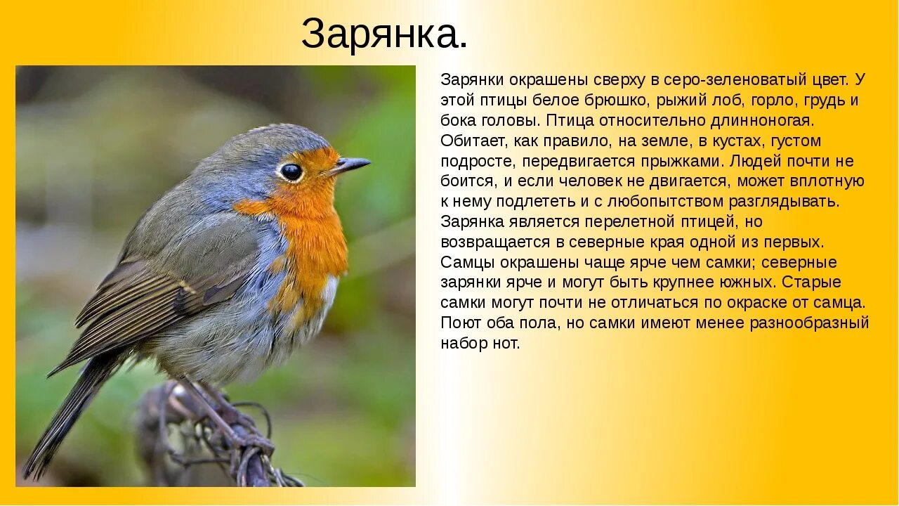 Текст про птиц 5 класс. Зарянка Малиновка горихвостка. Зарянка Зорянка. Птичка Зарянка описание. Описание птички Зырянки.