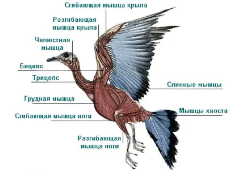 Конечности птиц таблица. Костно мышечная система птиц. Мышечное строение птицы. Строение мускулатуры птиц. Мышечная система птиц кратко.