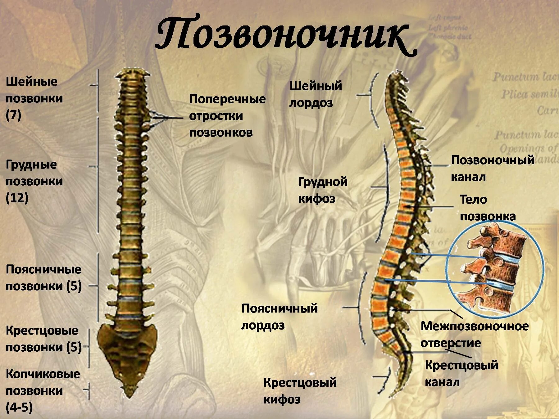 Отделы спины. Позвоночник строение анатомия грудной отдел позвоночника. Строение позвонков крестцового отдела позвоночника. Поясничный отдел позвоночника состоит из 12 позвонков. Грудной отдел позвоночника —12—12 позвонков.