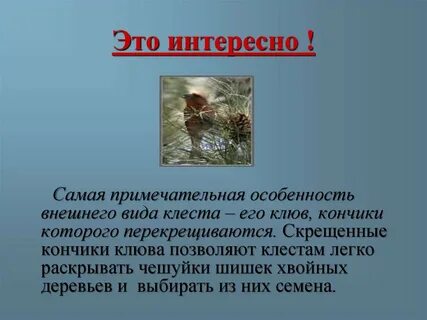 Изложение клесты 3 класс