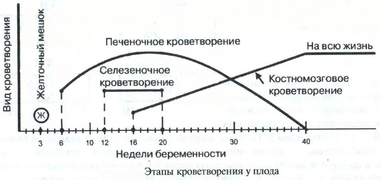 Эмбриональный гемопоэз. Эмбриональное кроветворение схема. Эмбриональный гемопоэз гистология. Этапы внутриутробного кроветворения. Этапы эмбрионального гемопоэза.